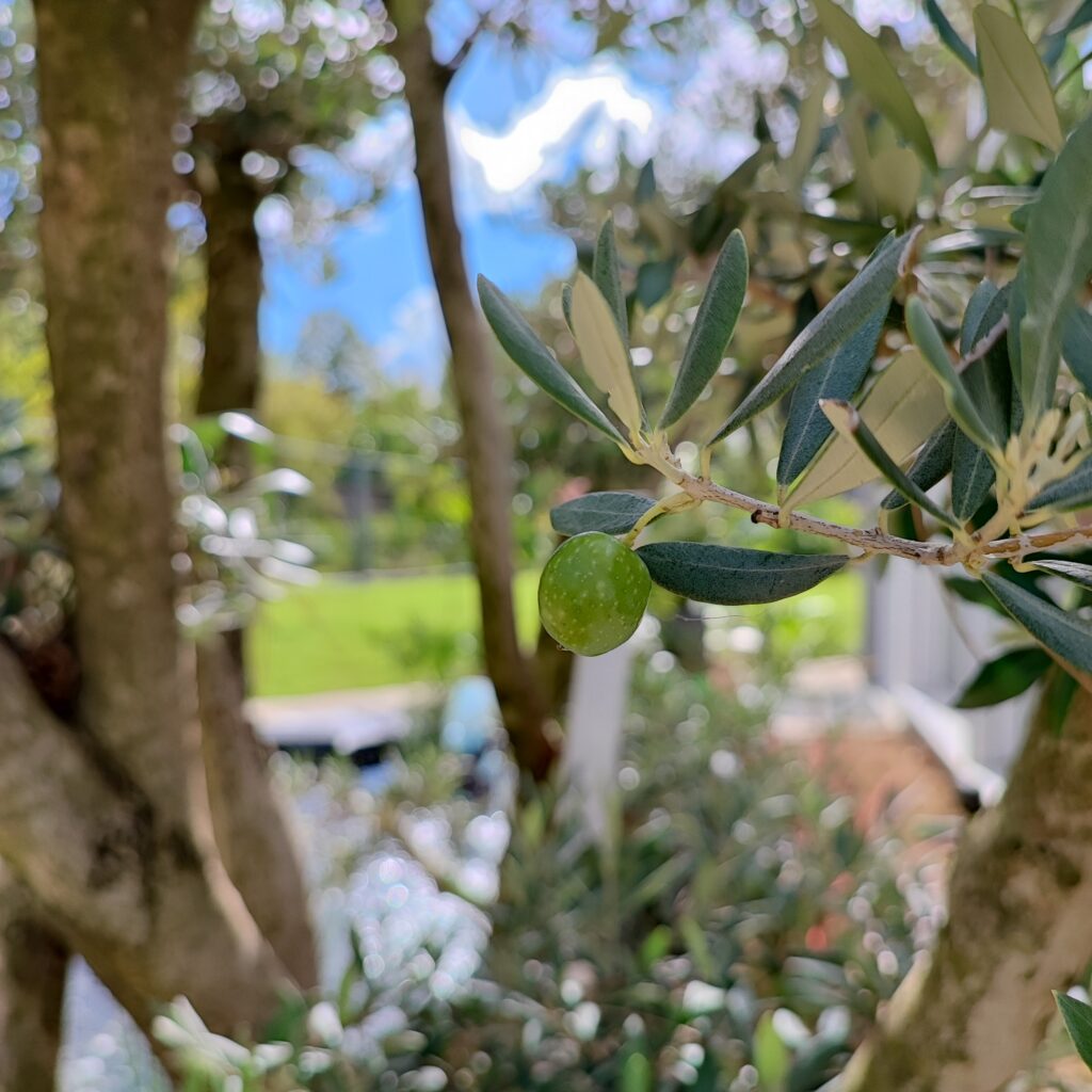 vert olivier fruit arbre plante feuille